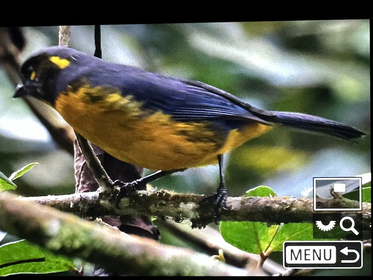 Lacrimose Mountain Tanager - ML646431053