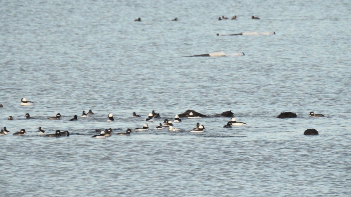 Bufflehead - ML646431054