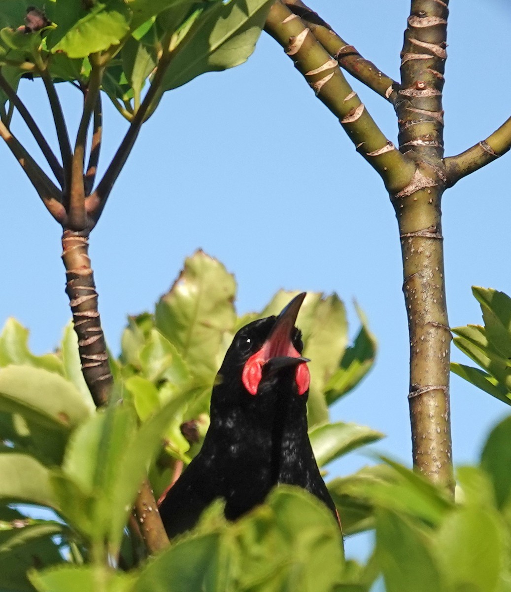 North Island Saddleback - ML646431055