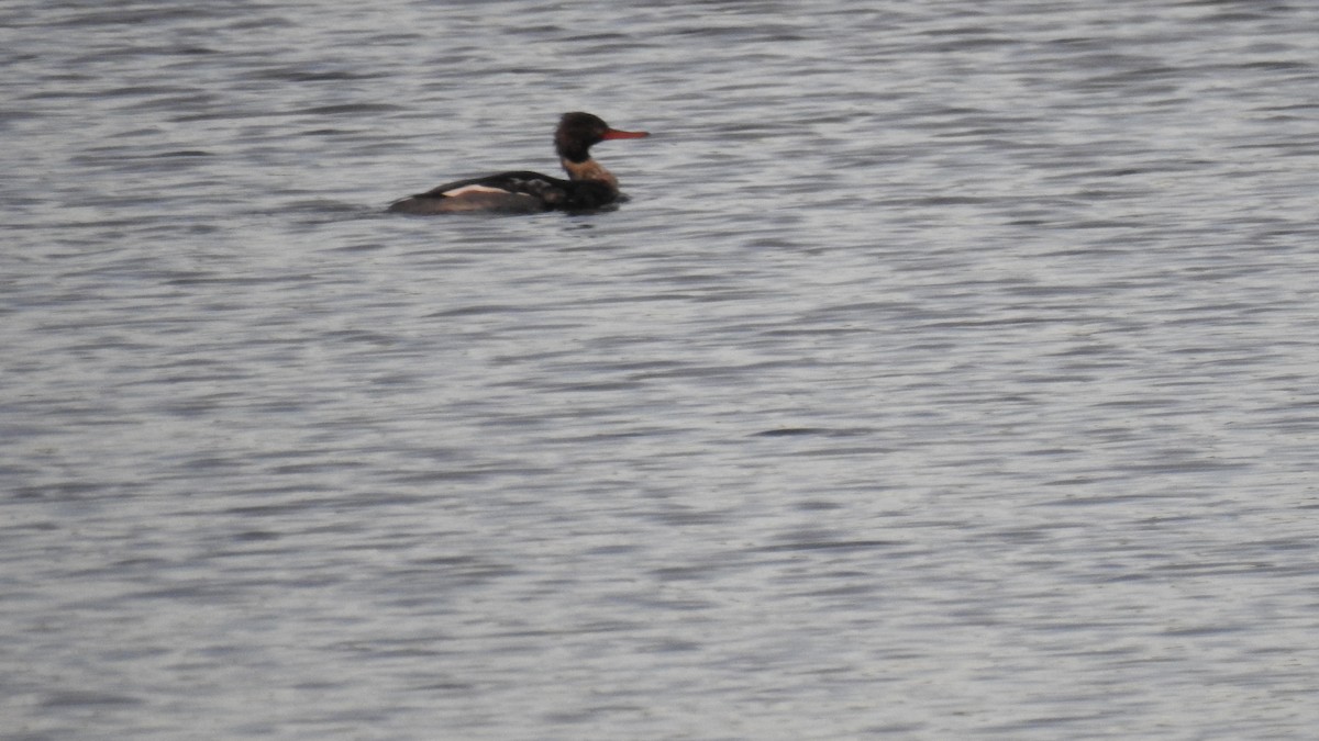 Red-breasted Merganser - ML646431056