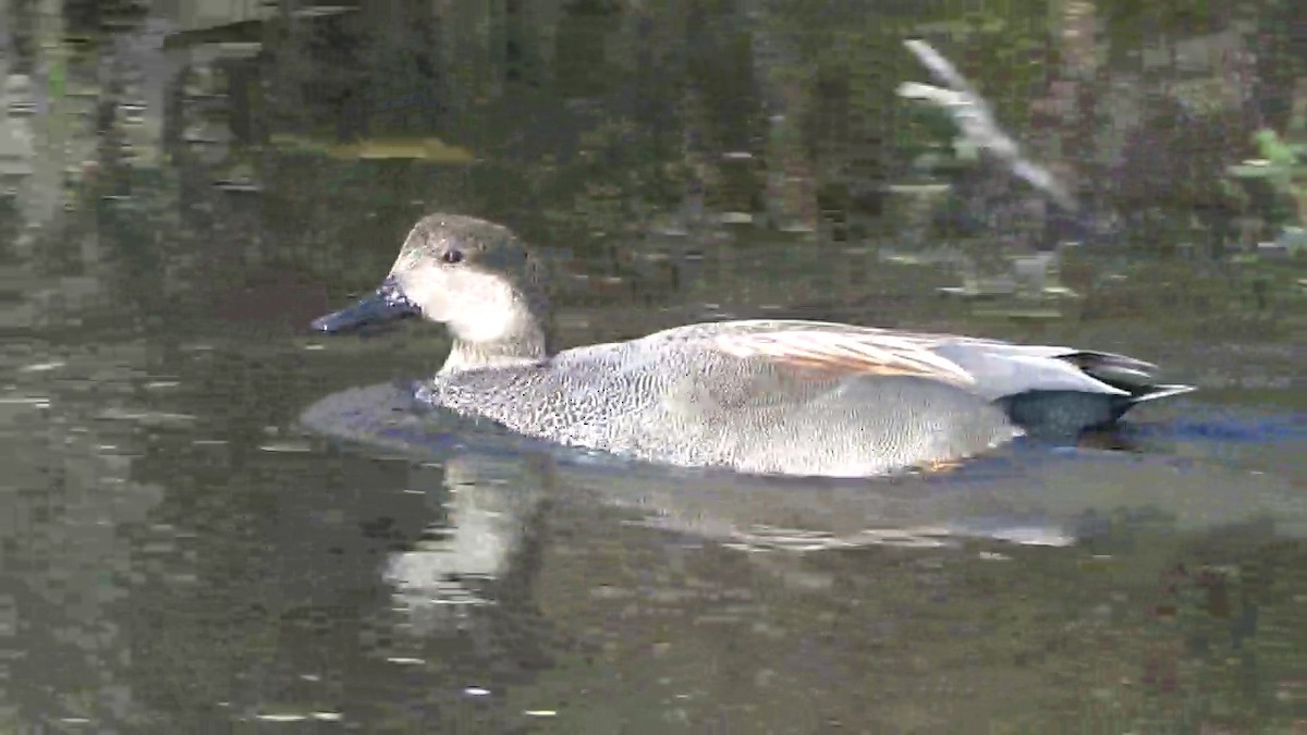 Ánade Friso - ML646431060