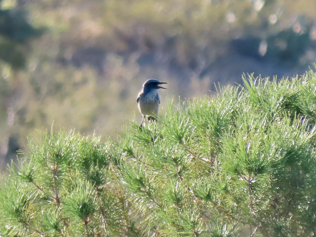 Woodhouse's Scrub-Jay - ML646431061