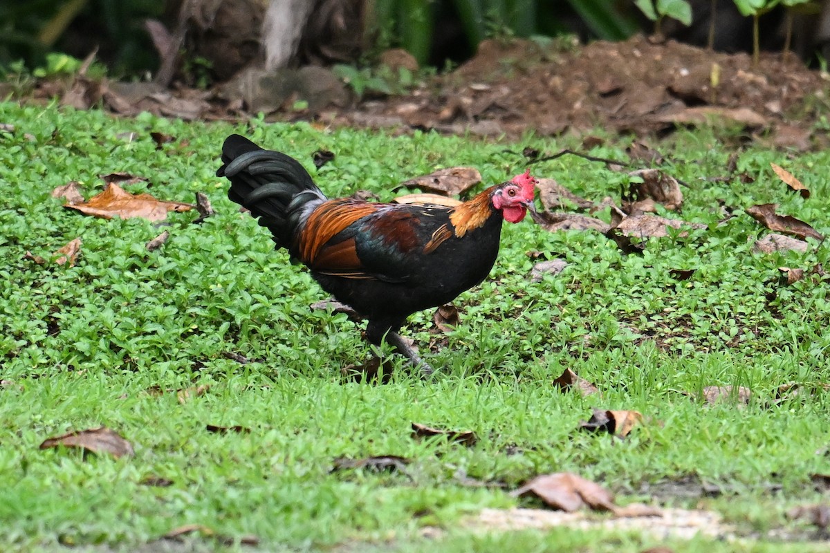 Red Junglefowl (Domestic type) - ML646431062