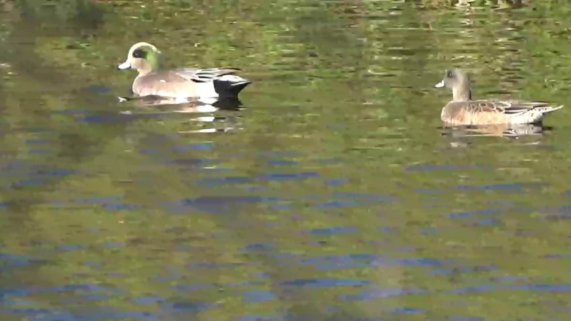 hvízdák americký - ML646431064