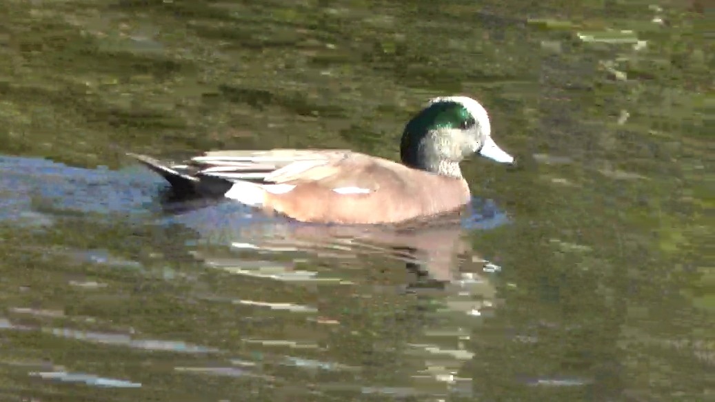 hvízdák americký - ML646431065