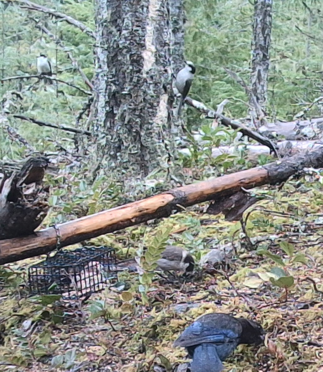 Canada Jay (Pacific) - ML646431066