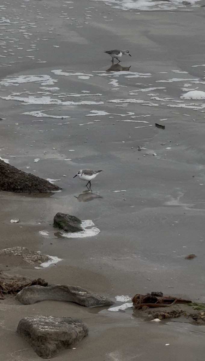 Песчанка - ML646431067