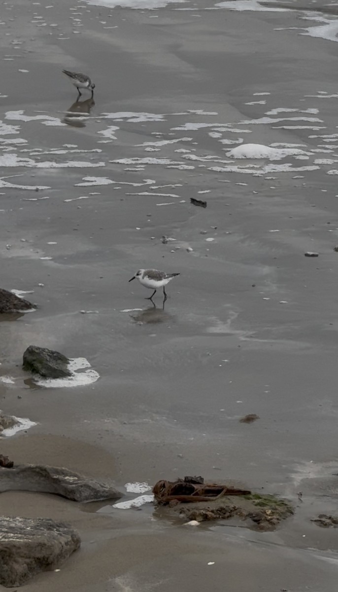 Песчанка - ML646431068