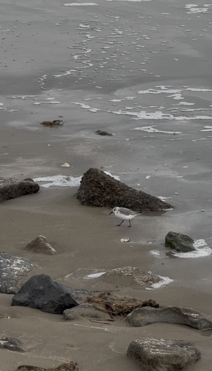 Песчанка - ML646431069