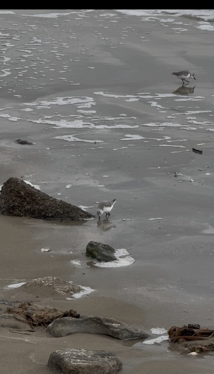 Песчанка - ML646431070