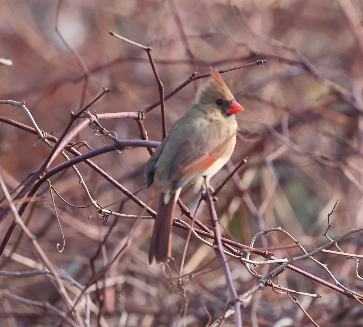 Northern Cardinal - ML646431073
