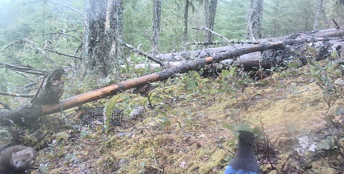 Steller's Jay - ML646431074