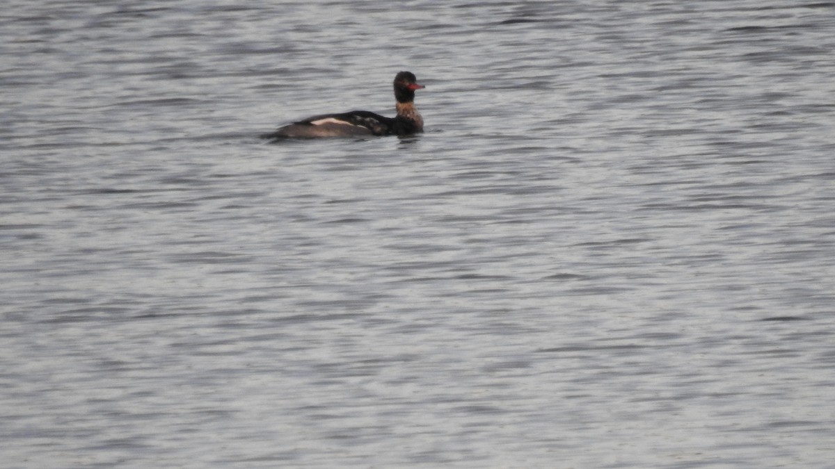 Red-breasted Merganser - ML646431075