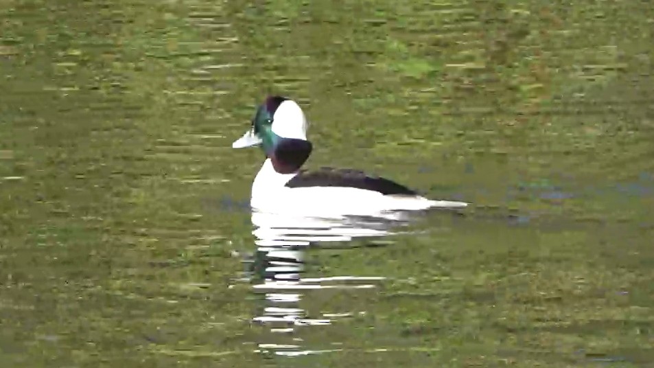 Bufflehead - ML646431077