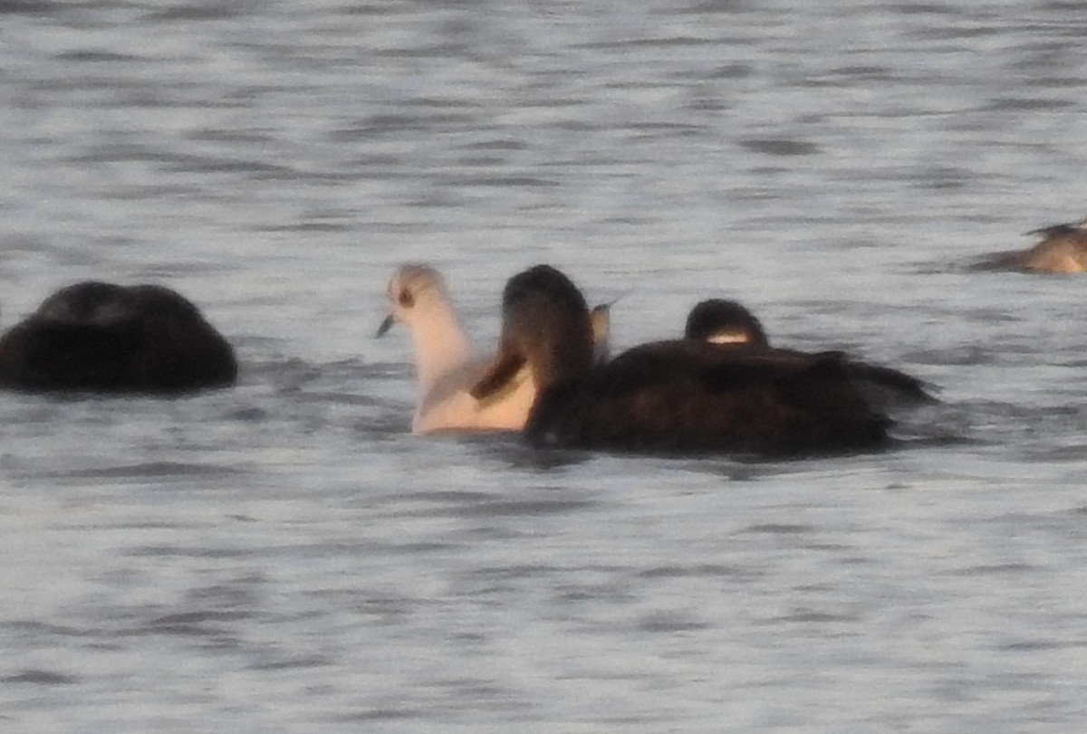 Bonaparte's Gull - ML646431078