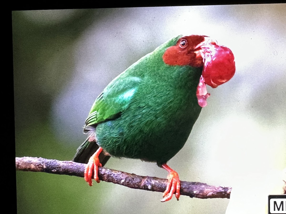 Tangara de Rieffer - ML646431081