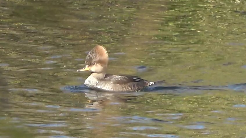 Hooded Merganser - ML646431084