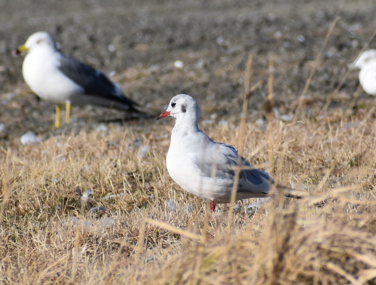 hettemåke - ML646431085