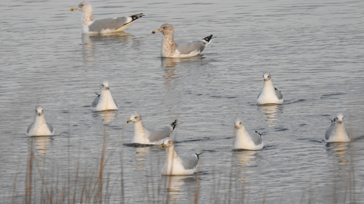Ring-billed Gull - ML646431087