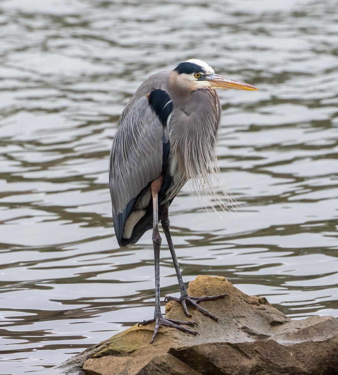Great Blue Heron - ML646431088