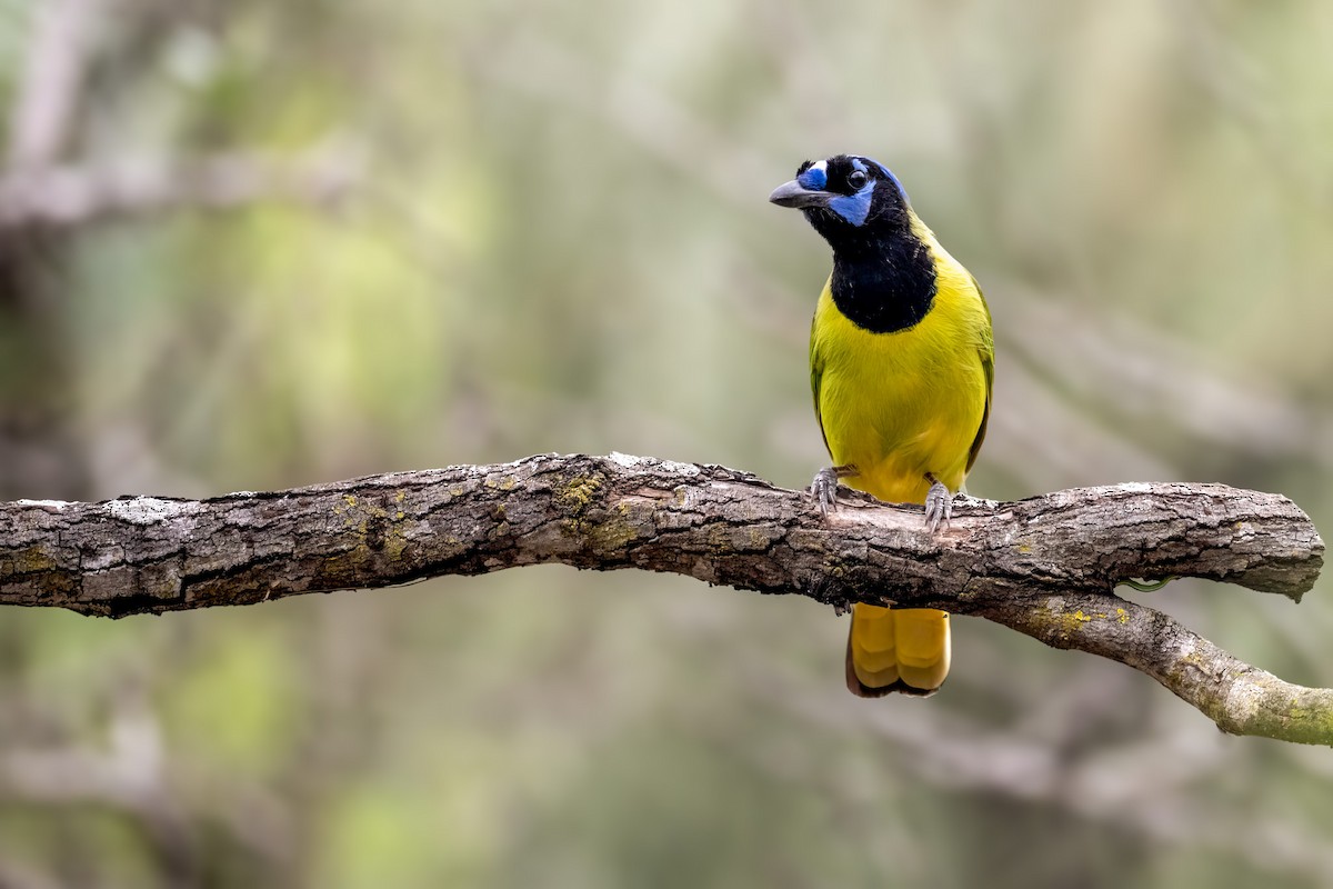 Green Jay - ML646431089