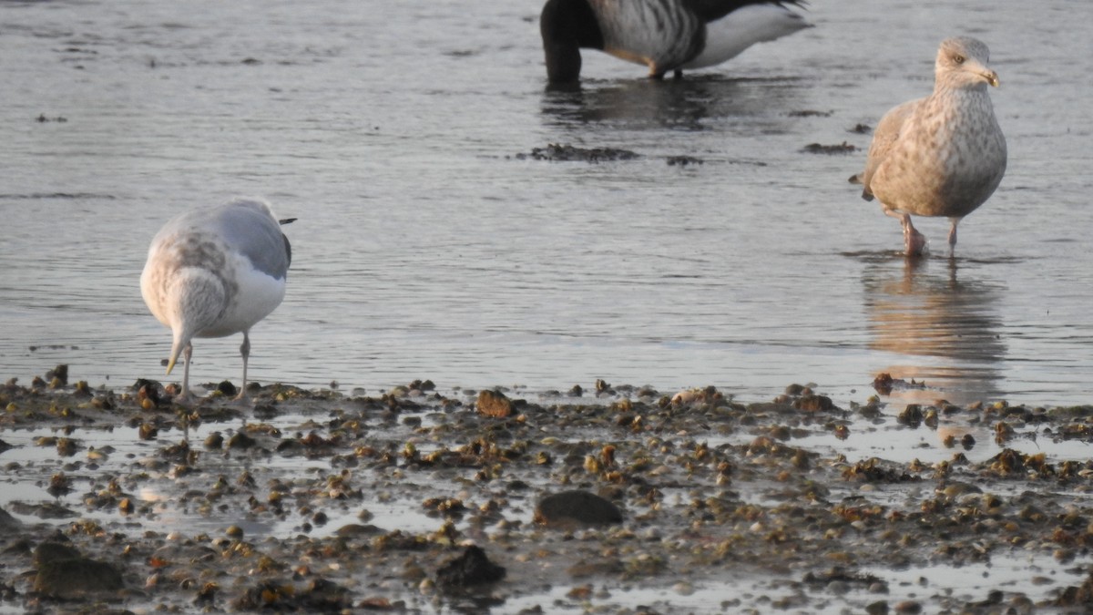 American Herring Gull - ML646431090