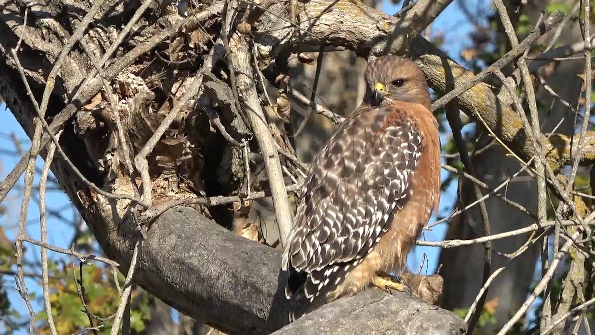 Red-shouldered Hawk - ML646431093