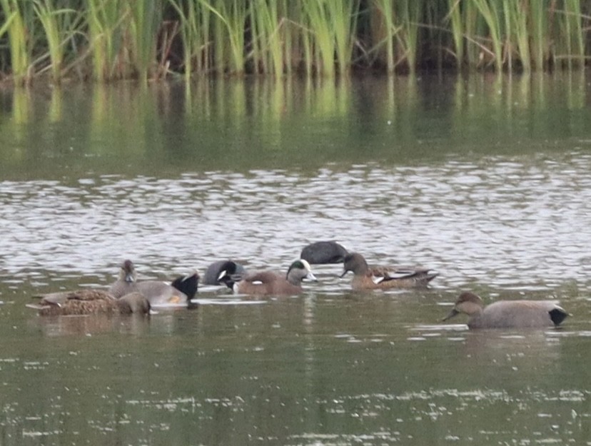 hvízdák americký - ML646431094