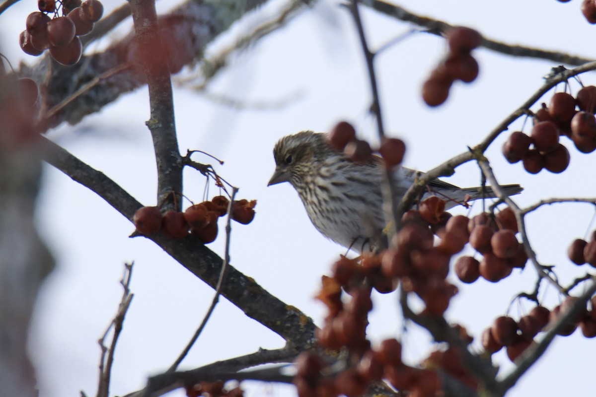 Cassin's Finch - ML646431096