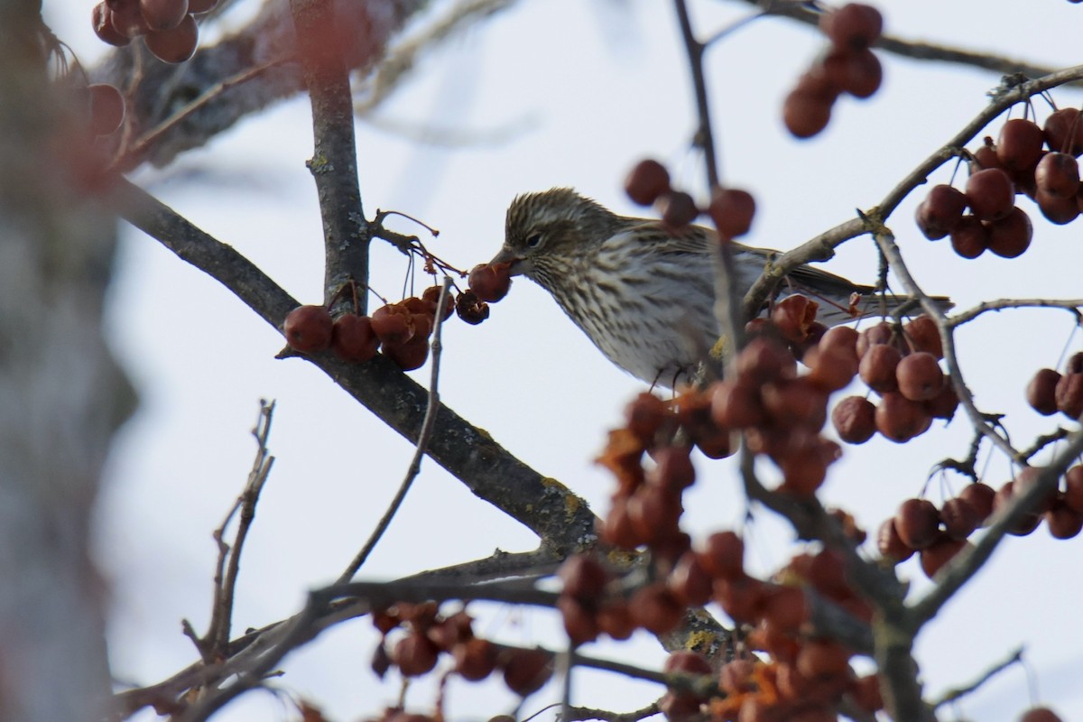 Cassin's Finch - ML646431098