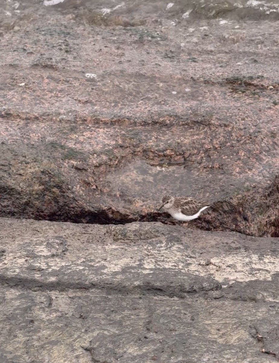 Least Sandpiper - ML646431099