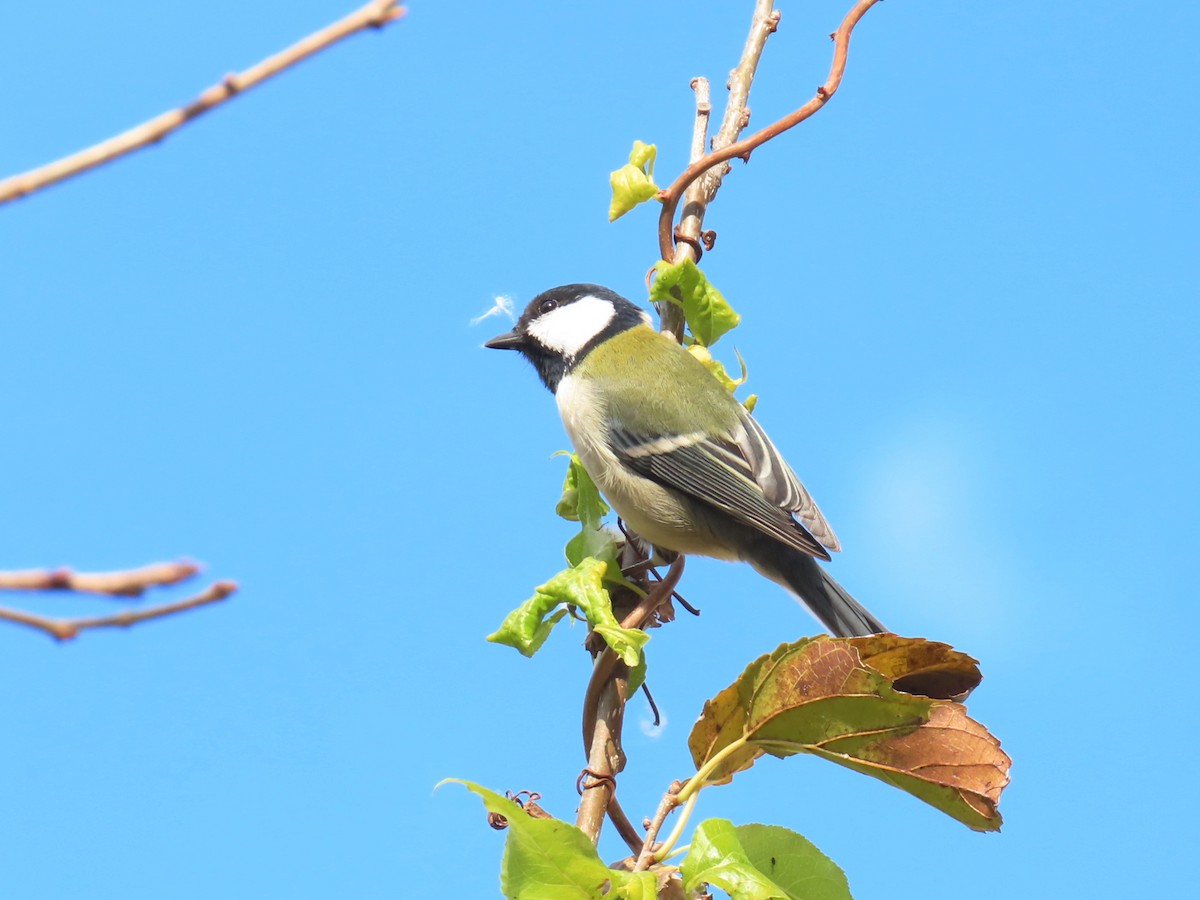 gråkjøttmeis - ML646431100