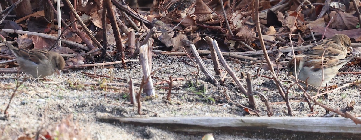 House Sparrow - ML646431101