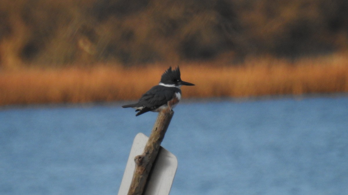 Belted Kingfisher - ML646431102