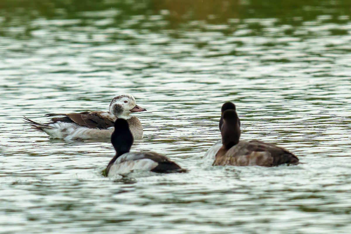 Eisente - ML646431103