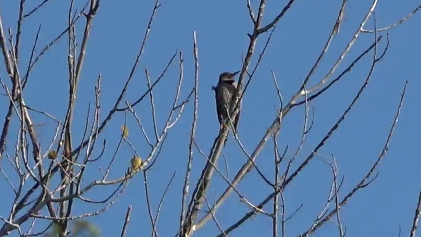 Northern Flicker - ML646431105