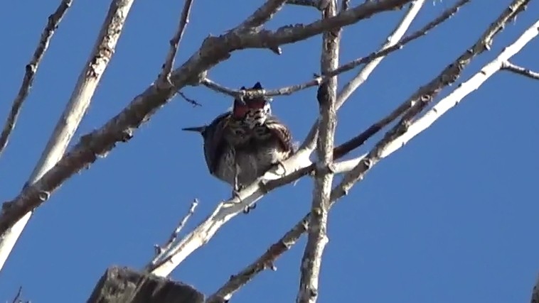 Northern Flicker - ML646431106