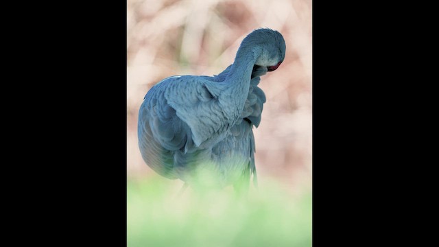 Sandhill Crane (Florida) - ML646431107