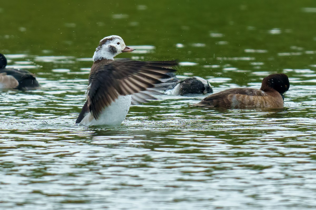 Eisente - ML646431116