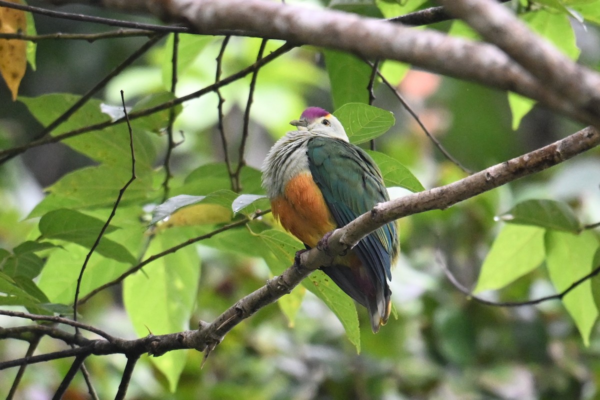 Palau Fruit-Dove - ML646431117