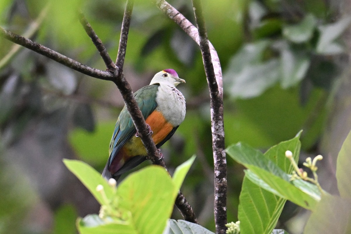Palau Fruit-Dove - ML646431118