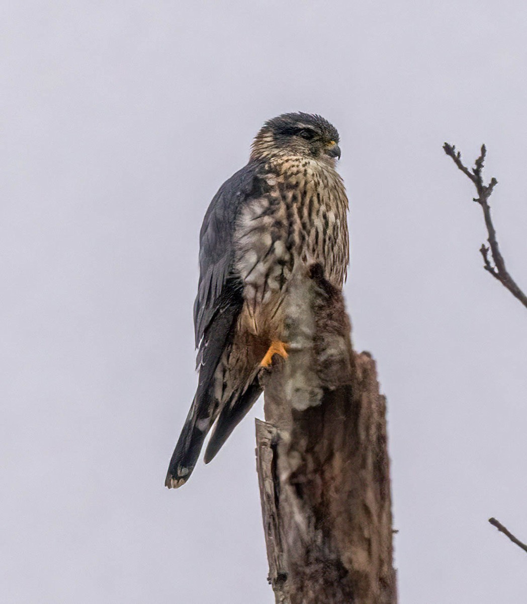 Merlin - ML646431120