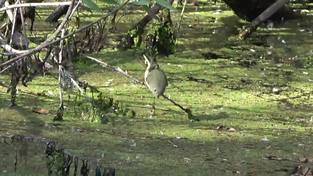 Ruby-crowned Kinglet - ML646431121