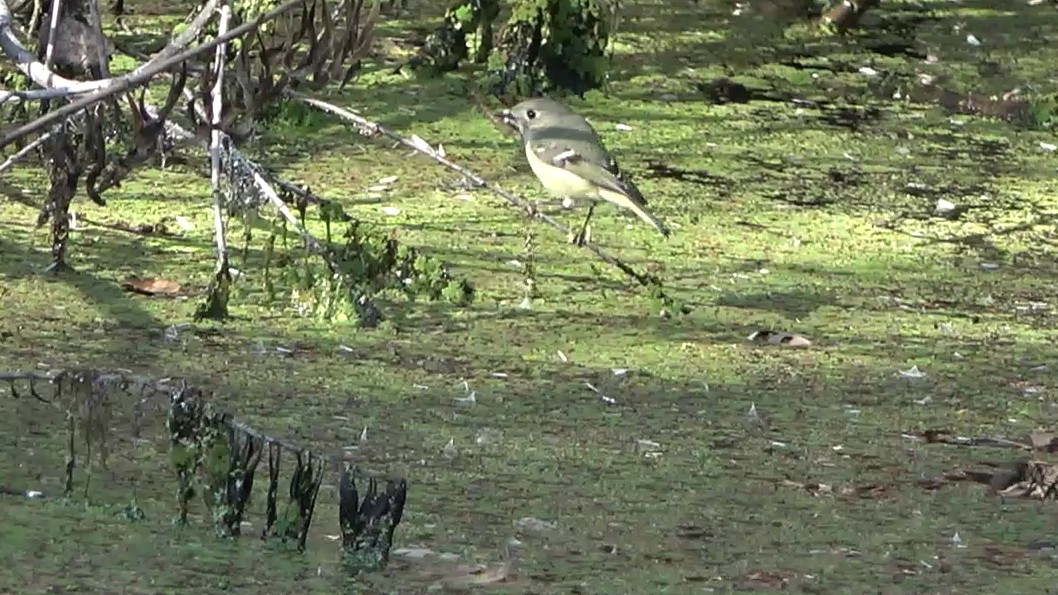 Ruby-crowned Kinglet - ML646431122