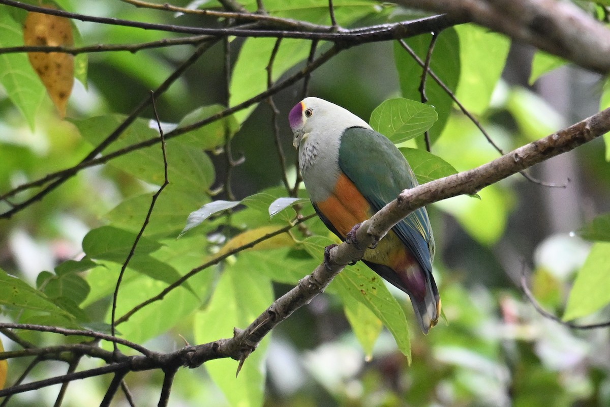 Palau Fruit-Dove - ML646431124