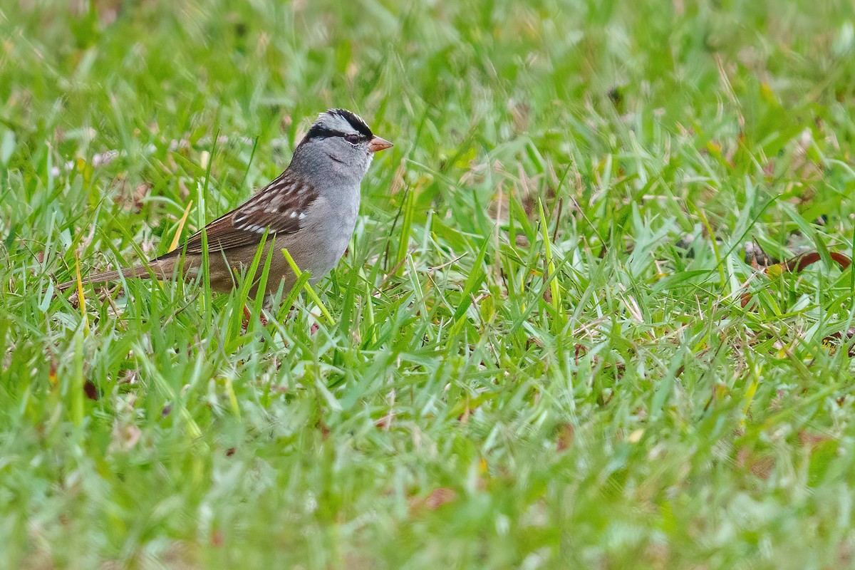 Dachsammer - ML646431126