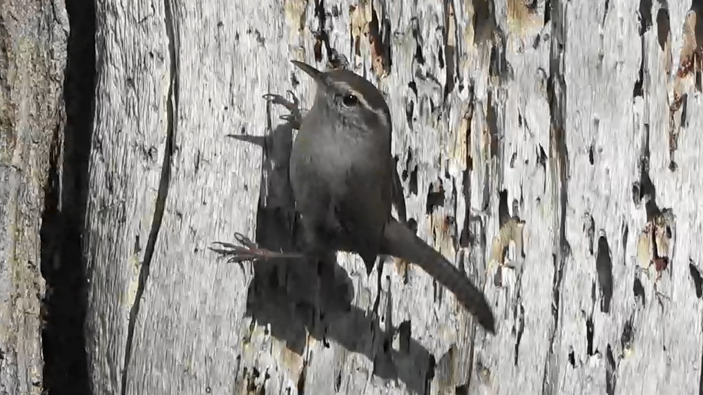 Bewick's Wren - ML646431127