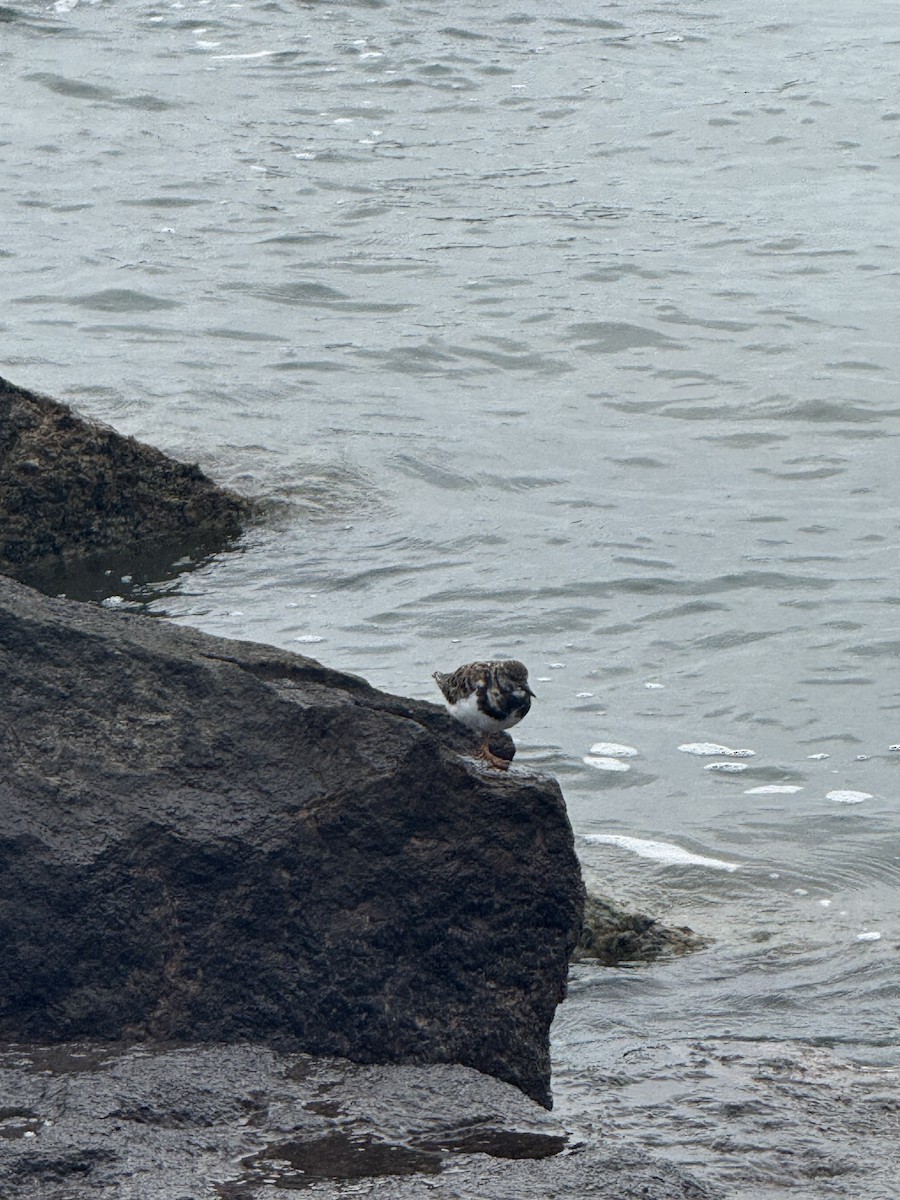 Ruddy Turnstone - ML646431128