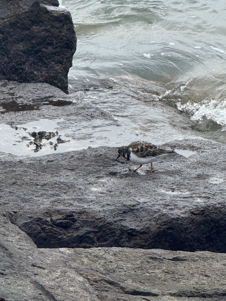 Ruddy Turnstone - ML646431129