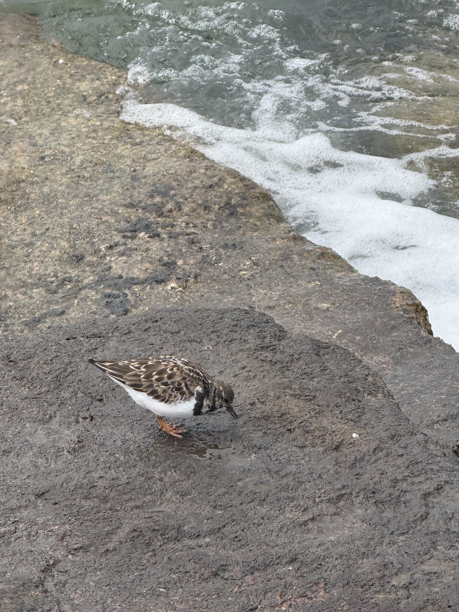 Ruddy Turnstone - ML646431130